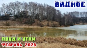 Видное Подмосковье Что вышло из кормления диких уток на пруду Февраль 2025