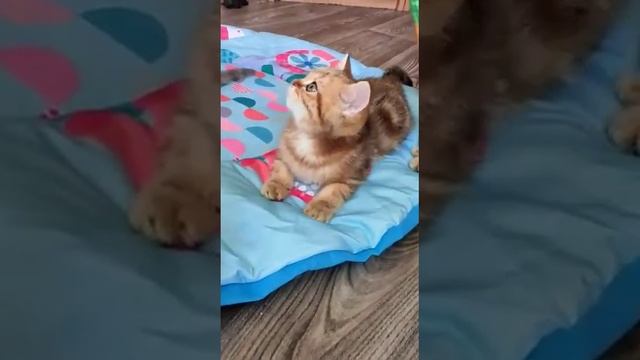 Золотая мраморная шиншилла. Приколы с котами. Golden British Chinhilla/ British cat/ British kitten