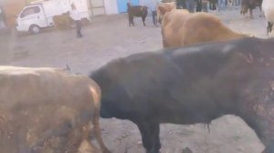 Молбозори "Чорвобизнес" райони Фархор. Нархи арзон