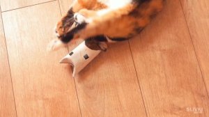 8 лайфхаков для кота пародия Сливки ШОУ