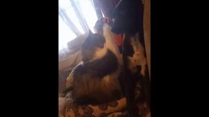 Красавица Ася