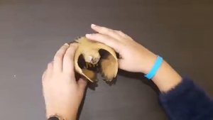 мои мягкие игрушки