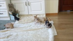 Щенки чихуахуа. Мини малыши.