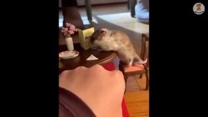 смех хомяки