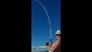 Трофейная рыбалка в Сочи, скат(хвостокол) и скат (морская лиса)