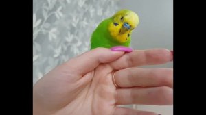 Ручной попугай. Волнистый попугай играет.