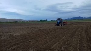 Картофель сажалка.