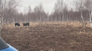 Охота на Кабана