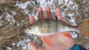 МОРМЫШИНГ НА РЕКЕ. рыбалка на мормышку в -5. Поймал окуня. Дальше буду осваивать мормышинг.