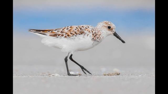 Singing birds. Sanderling (Calidris alba)