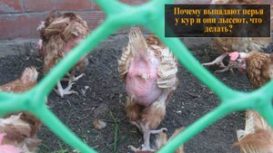 Почему выпадают перья у кур и они лысеют