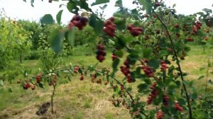 ірга канадська хонейвуд, мандам, та нортлайн.