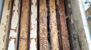 8.02.2025. Зимовка пчел на воле. Ранний расплод!!