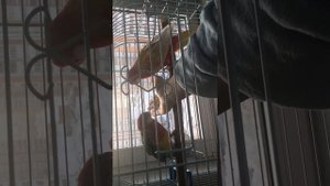 Розеллы приручение неделю спустя