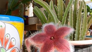 African Starfish Flower (Stapelia hirsuta) Time Lapse Bloom