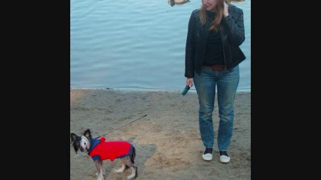 Китайский хохлатый Орфей смотреть онлайн