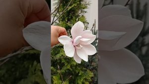 Магнолия суланжа и стелла в цфо, высокодекоративные растения