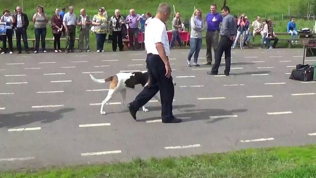 Выставка собак охотничьих парод .