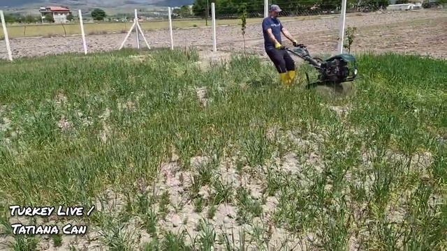 VLOG_Наш завтрак_Муж капризничает😁_На участок_По работали на славу😁_Домашние видео с мужем _Турци смотреть онлайн