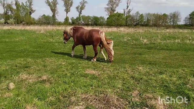 👍Паровка 🔥проходи 💥кобилка з лошичков 💯 на продажу 🐴 смотреть онлайн