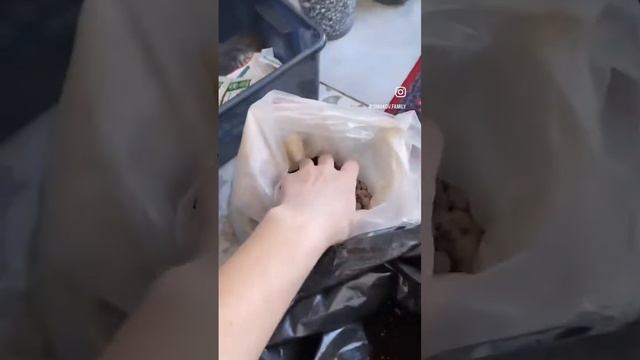 Пересаживаю Сингониум Вайт Баттерфляй 🦋Если у вас есть рекомендации, пишите в комментариях🙏🏻