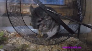 🦡🦨 Шиншилла и Белка Дегу