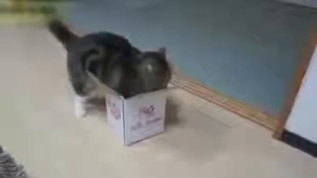 Видео Подборка Приколов с Животными 18 Кошки Собаки Смешные Животные2014 смотреть онлайн