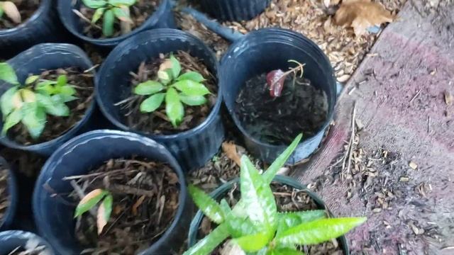 100+ Tropical Fruit Trees from Seed, Zone 9a