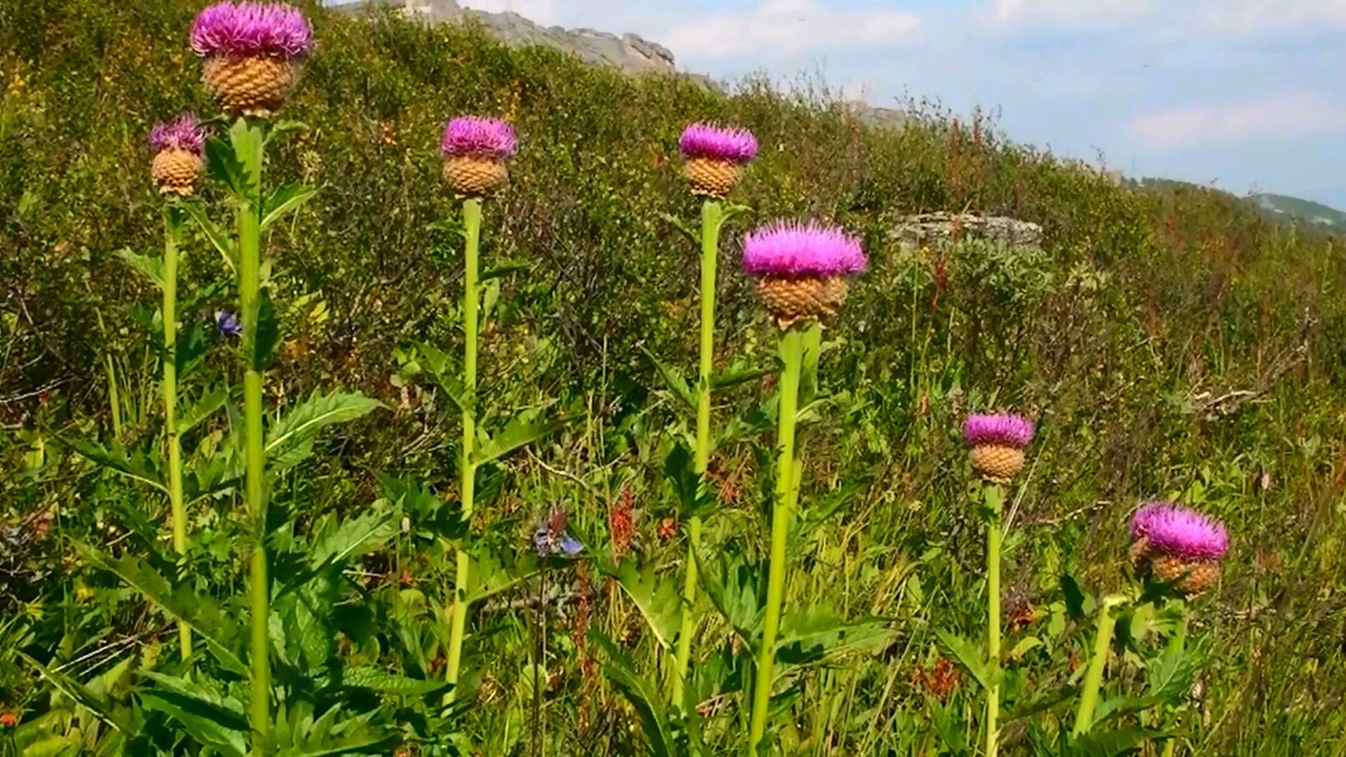 Топчул 2011 смотреть онлайн