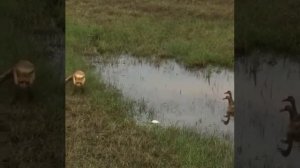 Лебедь защищает своих детей