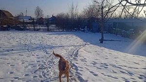 Выпал снежок,радуется Соболек-!🐕🐶🦮