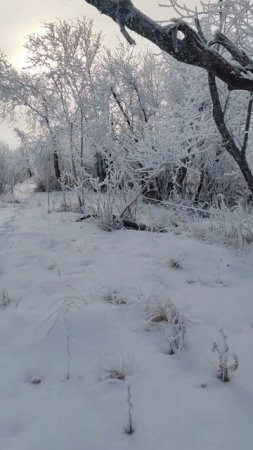 Братишка утверждал, что это следы рыси, 🫣🫣🫣.