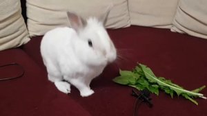 Смешной кролик кушает одуванчики на диванчике | Cute bunny rabbit eat dandelions