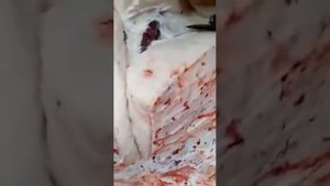 🐻Разделка медведя. Зацените шубу из толстого слоя подкожного жира. Не Якутия 😮
