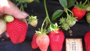 🍓Лучший ранний сорт клубники -Брила ✔КУПИТЬ в питомнике "Ягодный сад" г. Витебск