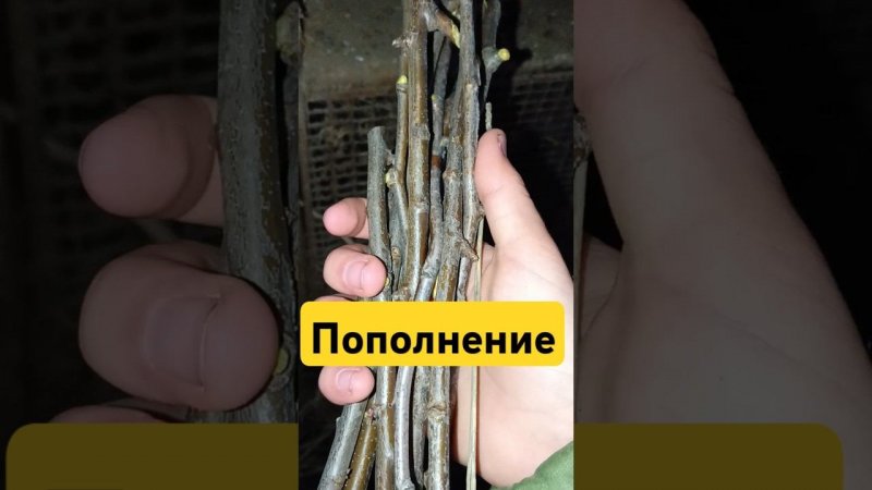Пополнение в хозяйстве. ТГК: DanilaFermer #shorts #shortsvideo