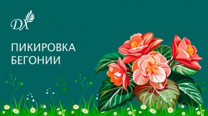 Пикировка бегонии