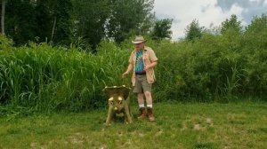 Trixie the Triceratops Takes a Walk with Safari Steve