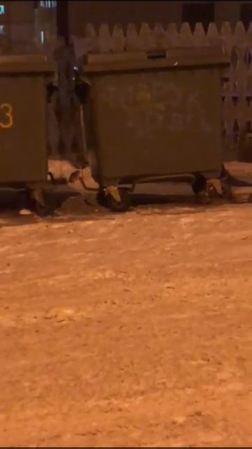 Крысы захватывают Магадан смотреть онлайн