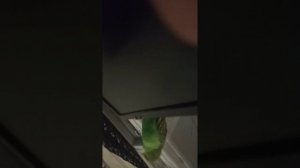 Волнистый попугайчик ругается