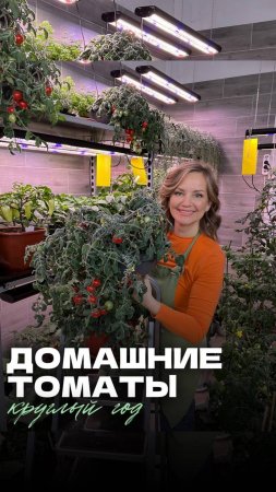 🍅 Томат вне сезона: Секрет круглогодичного урожая!