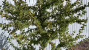 Рабочие будни садовода! Майские заботы, рассада, цветники, планирование на сезон!