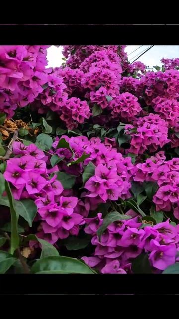 Лето Нового Афона! #абхазия #лето2024 #цветы смотреть онлайн