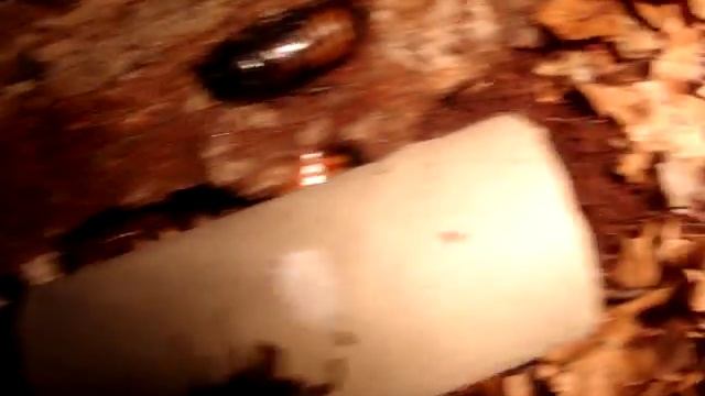 Šváb Madagaskarský-Gromphadorhina portentosa смотреть онлайн