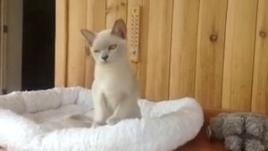 Видео Бурма Алдис - Aldis Yvar