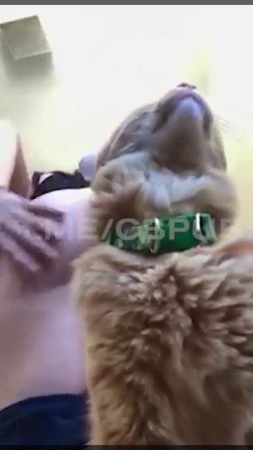 Жопа 18+ #asmr #sexy смотреть онлайн