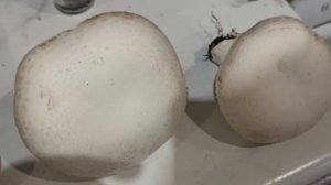 Шампиньоны часть 2