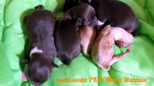 ВЫЖИВУТ ли малыши ? 09.02.25 #новорожденные_ЩЕНКИ_чихуахуа