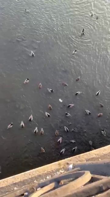 КАК ОНИ ПОДРАСЛИ....🦆🦆🦆