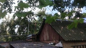 Посадка винограда в тени под орехом. Предварительный результат.